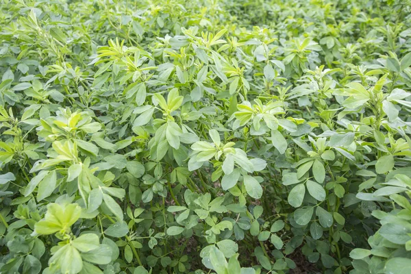 Medicago sativa (Lucerna) — Zdjęcie stockowe