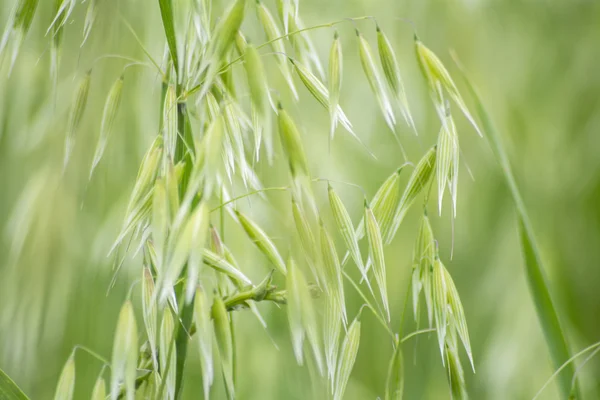 Medan hijau Avena — Stok Foto