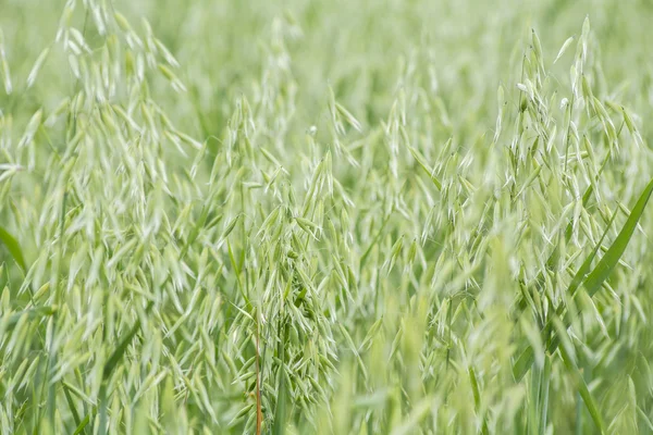 Avena zielone pole — Zdjęcie stockowe