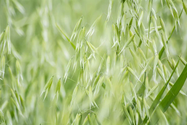 Avena zielone pole — Zdjęcie stockowe