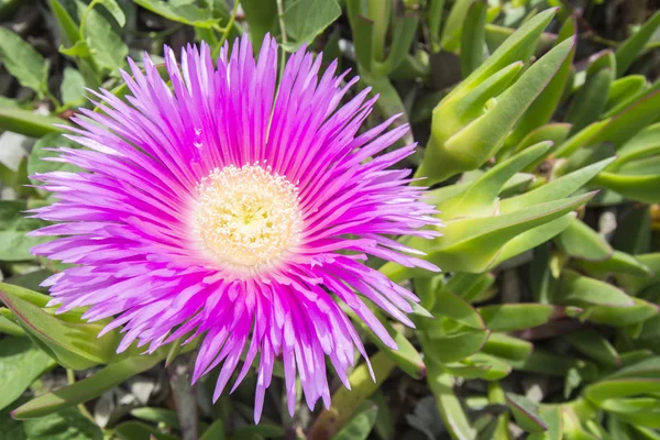 Carpobrotus edulis (Hottentot-fig, ice plant, highway ice plant — Stock Photo, Image