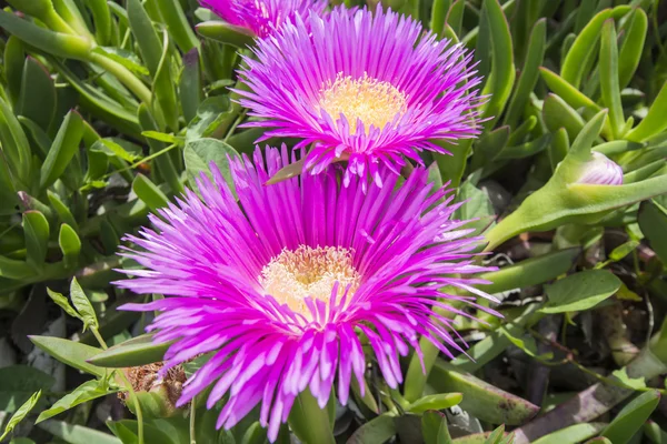 Carpobrotus edulis (Hottentot-fig, ice plant, highway ice plant — Stock Photo, Image