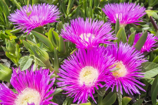 Carpobrotus edulis (Hottentot-fig, ice plant, highway ice plant — Stock Photo, Image