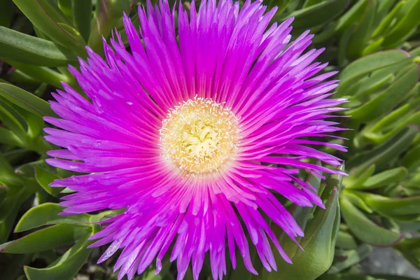 Carpobrotus edulis (Hottentot-fig, ice plant, highway ice plant — Stock Photo, Image