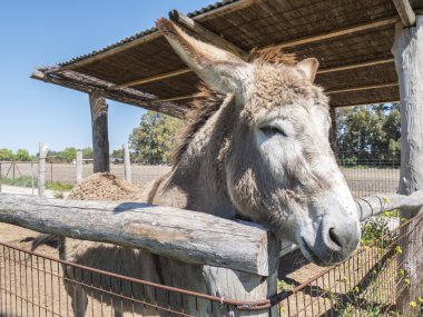 eşek bir çiftlikte