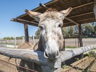 eşek bir çiftlikte