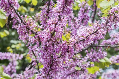 Erguvan (Cercis siliquastrum çiçek)