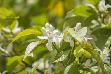 Portakal çiçeği bahar