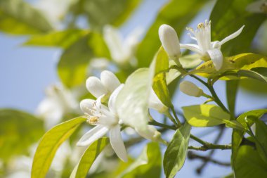 Portakal çiçeği bahar