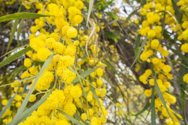 Akasya dealbata çiçek (Gümüş wattle, mavi wattle veya Mimoza)