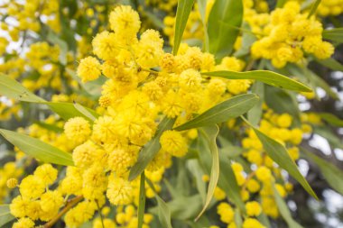 Akasya dealbata çiçek (Gümüş wattle, mavi wattle veya Mimoza)