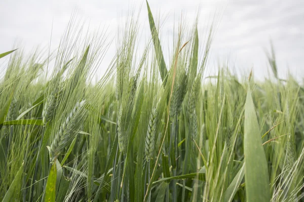 Espigas de trigo verde en primavera — Foto de Stock