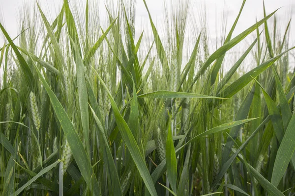 Espigas de trigo verde en primavera — Foto de Stock