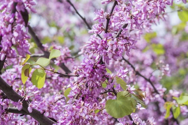 Erguvan (Cercis siliquastrum çiçek)