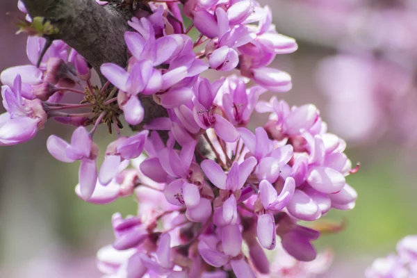 Judas trädet blomma (Cercis siliquastrum) — Stockfoto