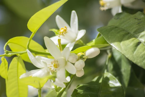 Fleurs d'oranger au printemps — Photo