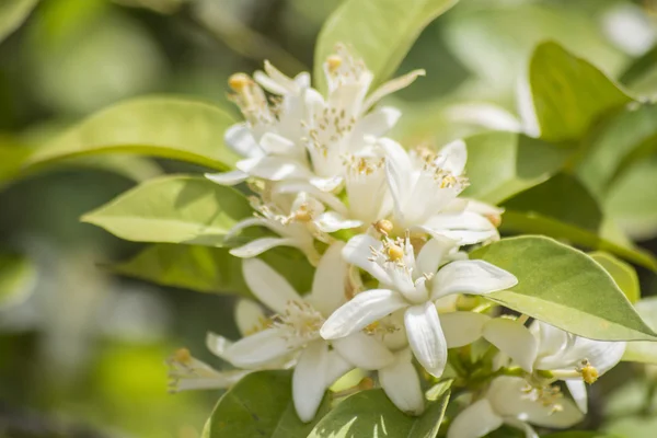 Orange blossoms in spring — Stock Photo, Image