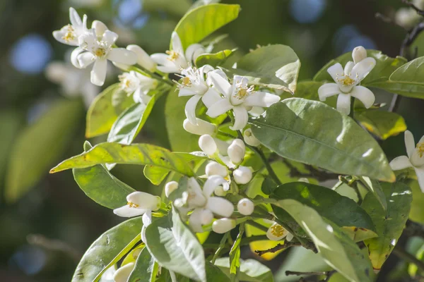 Orange blossoms in spring — Stock Photo, Image