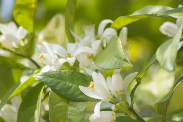 Orange blossoms in spring — Stock Photo, Image