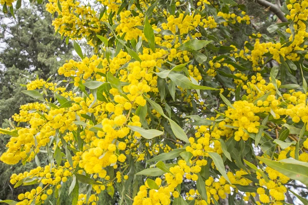 Ακακία dealbata λουλούδι (ασημένιο wattle, μπλε καλαµωτής ή mimosa) — Φωτογραφία Αρχείου