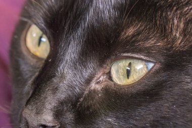 Kara kedi bakan