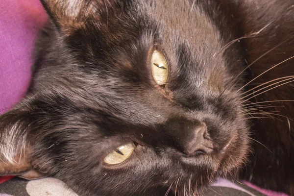 Mirada de gato negro — Foto de Stock