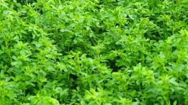 Medicago sativa alan, yonca (4k)