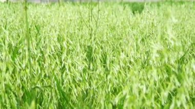 Olgunlaşmamış yulaf alanı, yeşil (4k)