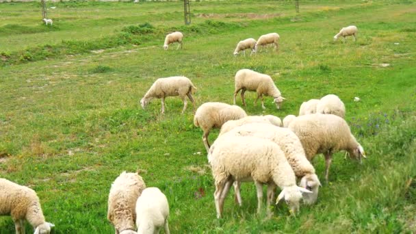 Troupeau de moutons paissant dans une prairie (4K )