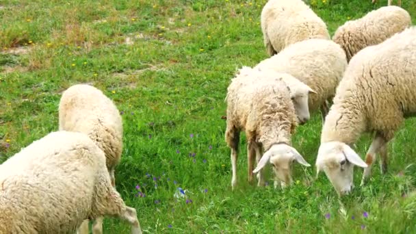 Troupeau de moutons paissant dans une prairie (4K )