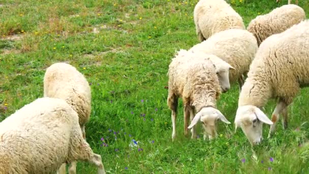 Rebaño de ovejas pastando en un prado (4K ) — Vídeos de Stock