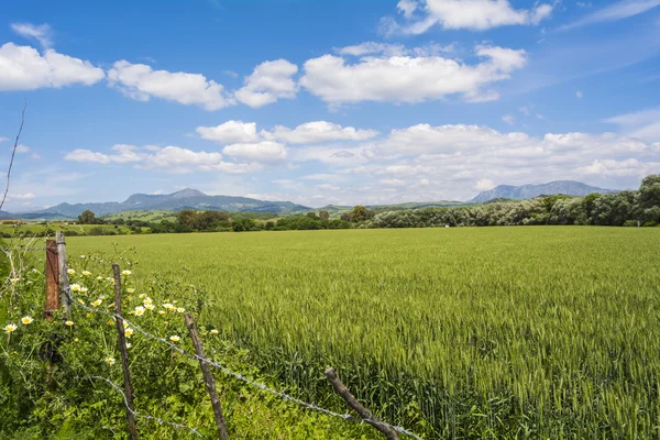 自然の風景やバレー、熟していない小麦 hardvest — ストック写真