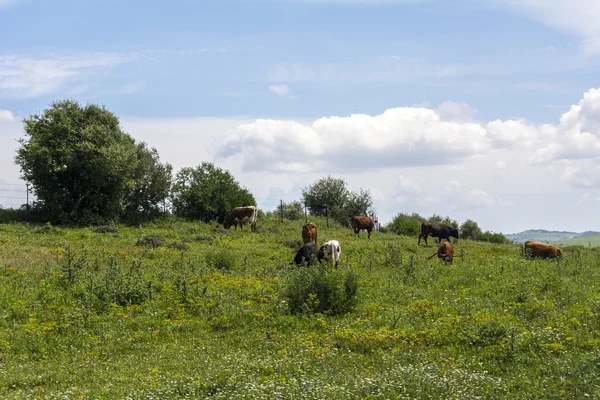 Stieren grazen in het veld — Stockfoto