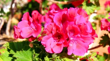 Sardunya çiçekleri, ıtır, bahar zamanı (4k)