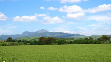 Doğal peyzaj, Vadisi, olgunlaşmamış buğday hardvest (4k)