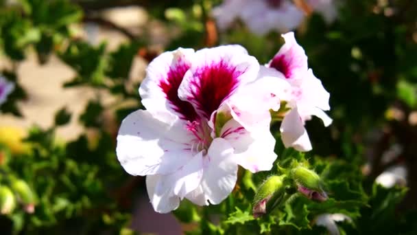 Geranium bloemen, Pelargonium, lentetijd (4k) — Stockvideo