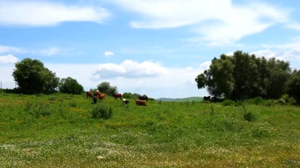 Toros pastando en el campo (4K ) — Vídeo de stock