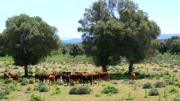 Toros pastando en el campo (4K ) — Vídeos de Stock