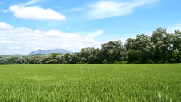 Paisagem natural, vale, trigo não maduro hardvest (4K ) — Vídeo de Stock