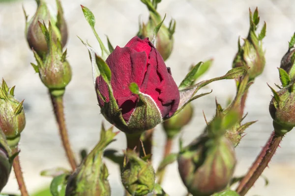 Red rose buds — Stock Photo, Image