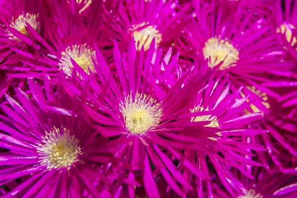 Set of fuchsia flowers with yellow pistils — Stock Photo, Image