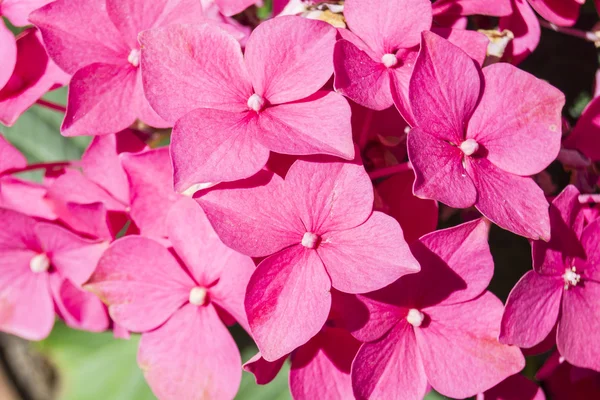 Hydrangea blommor — Stockfoto