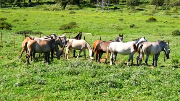 Rebanho de cavalos em um prado, vida selvagem — Vídeo de Stock