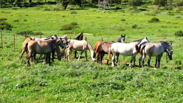 Kudde van paarden in een weide, wild leven — Stockvideo