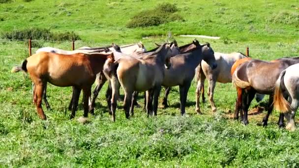 Стадо лошадей на лугу, дикая жизнь — стоковое видео