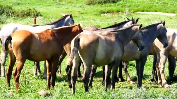 Mandria di cavalli in un prato, vita selvaggia — Video Stock