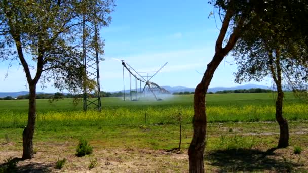 Industriële irrigatie van de gewassen — Stockvideo