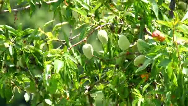 Almendras inmaduras en el árbol (4K ) — Vídeos de Stock