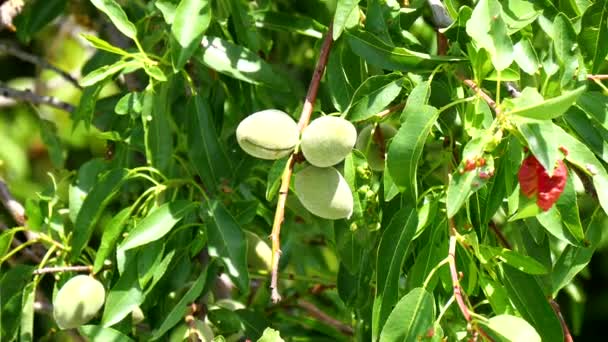 Almendras inmaduras en el árbol (4K ) — Vídeos de Stock