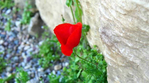 Una amapola en las montañas (4K ) — Vídeo de stock